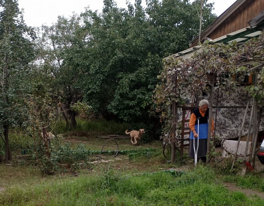 В Каспийске отловлено 11 бродячих собак